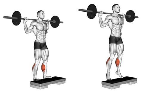 Barbell Standing Calf Raise