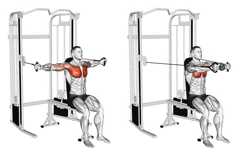 Seated Chest Fly