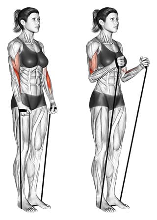 Band Hammer Curl