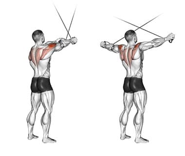Cable Rear Delt Reverse Fly