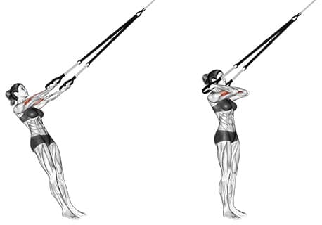 Suspension Bicep Curl