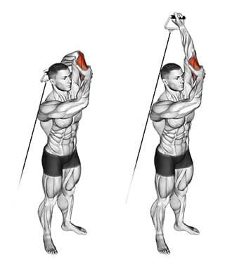 Cable Triceps Extension